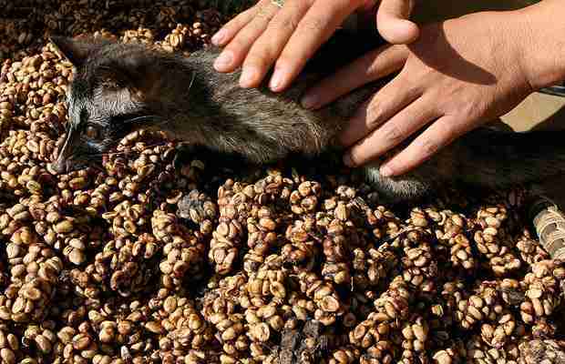 This is what is kopi luwak. A Civet cat  standing on top of Kopi Luwak Coffee.