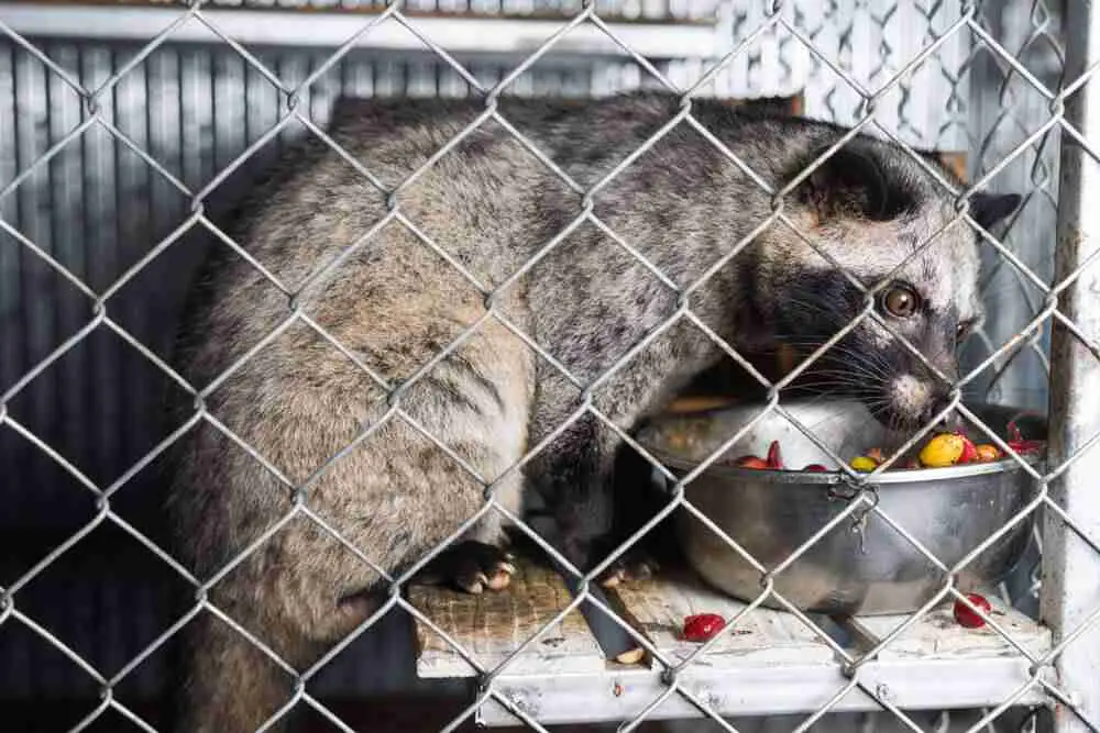 Depressed Caged Civet cat being force fed coffee cherries to make Kopi Luwak. 