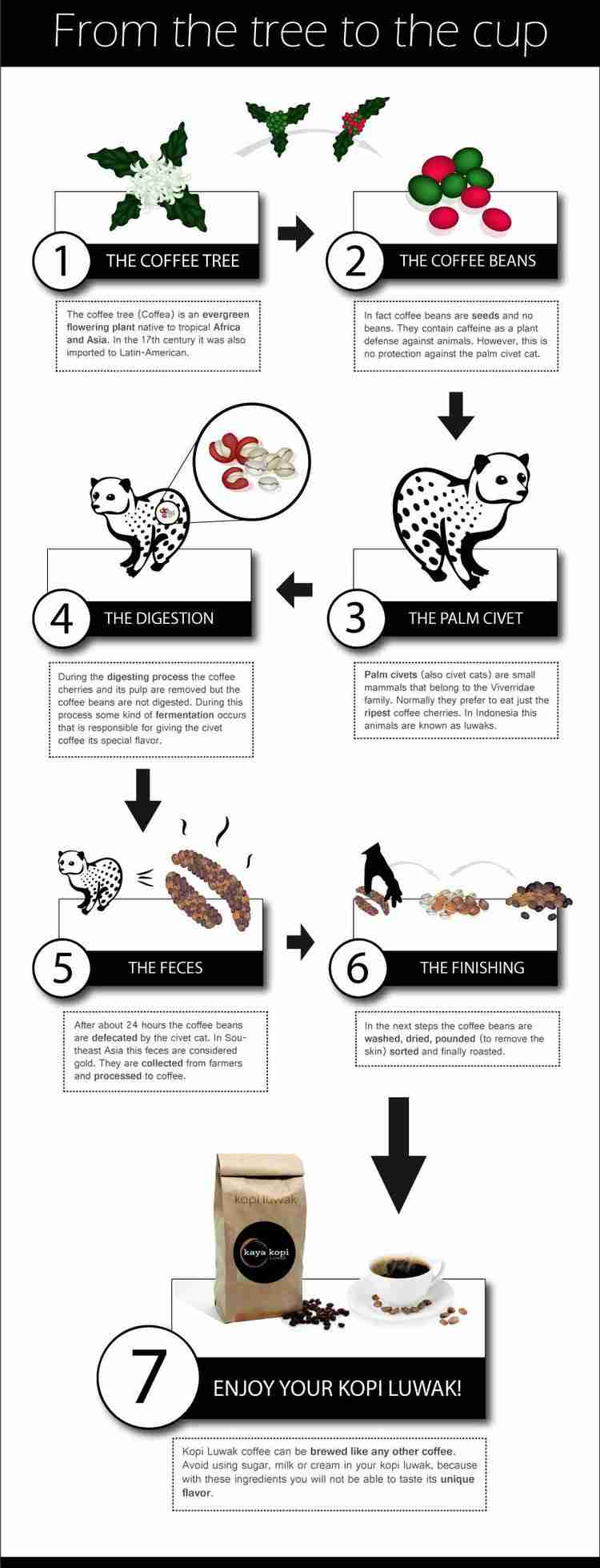 an infographic about how the Kopi Luwak is made and passed through the civet cat. 