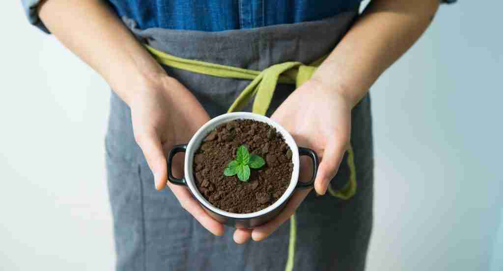 One of the uses for coffee grounds is to grow plants