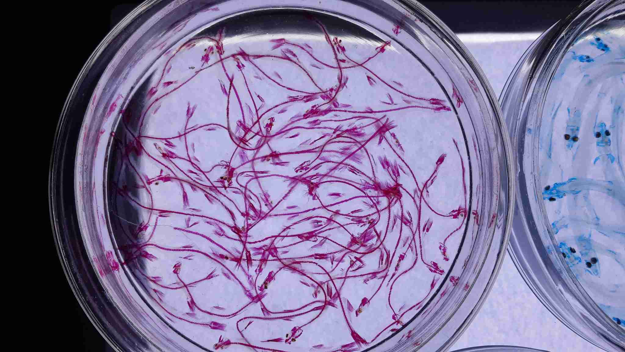 Are KCups Bad For You? Coffee Informer