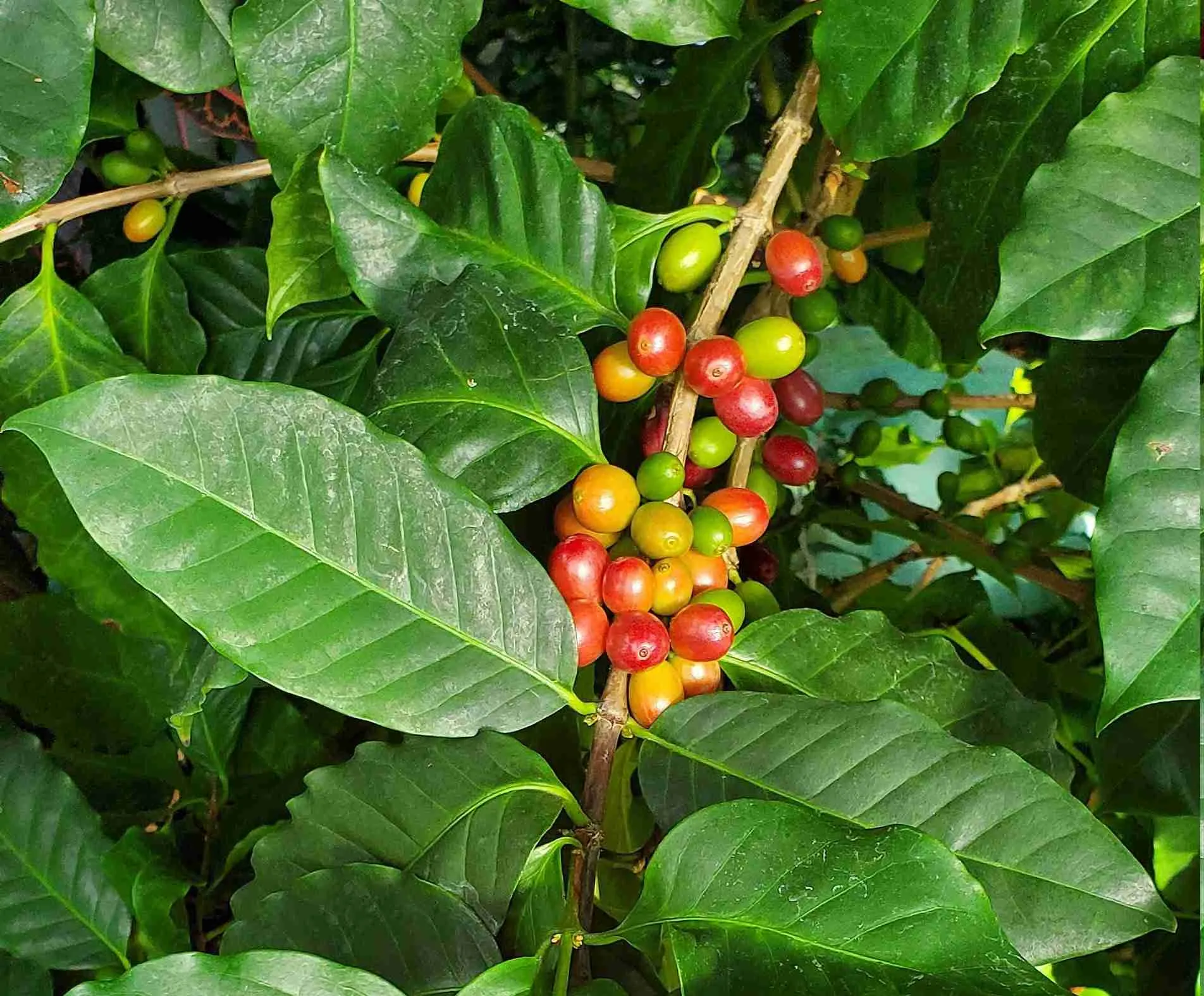 Coffee bean plant information