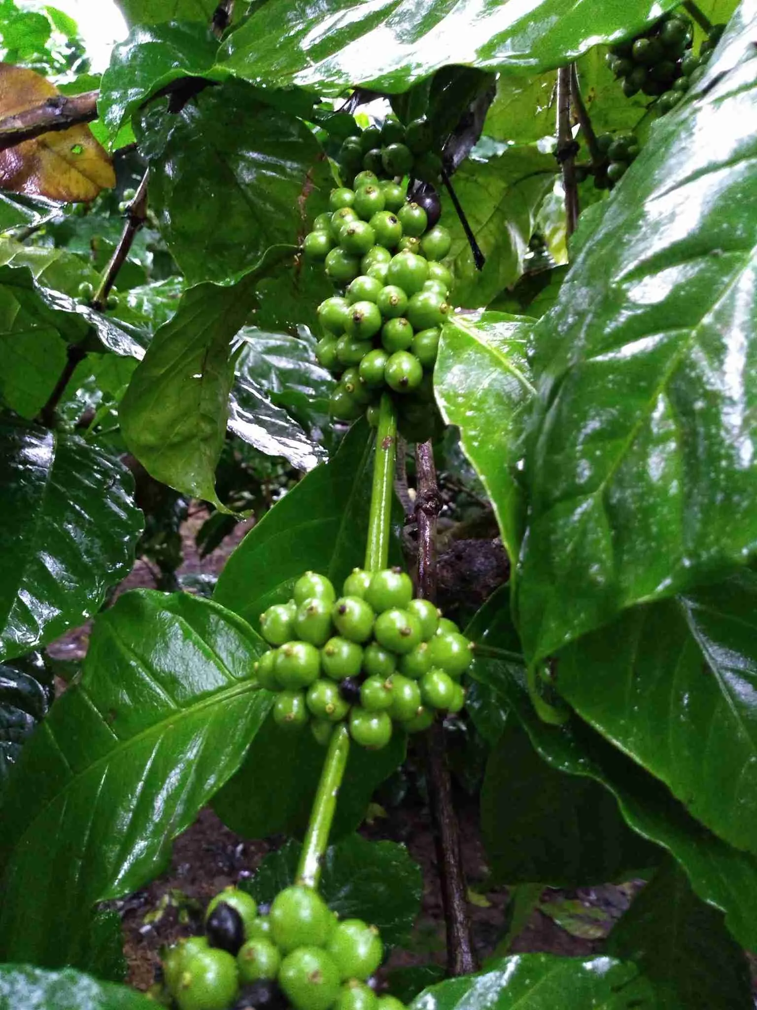 How to Grow Coffee Beans at Home - Coffee Informer