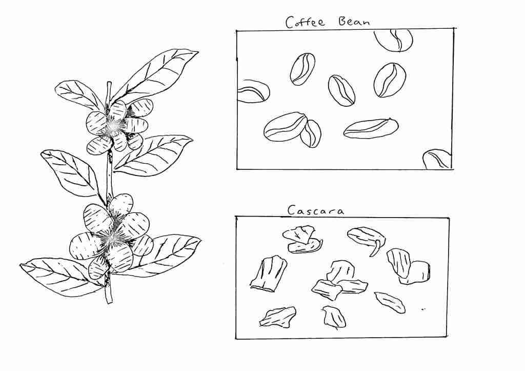 Coffee plant process from plant to Coffee bean and Cascara
