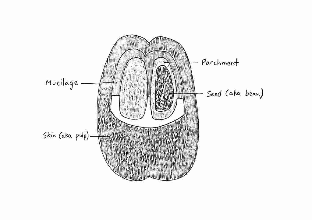 Coffee bean drawing, Structure of a coffee cherry