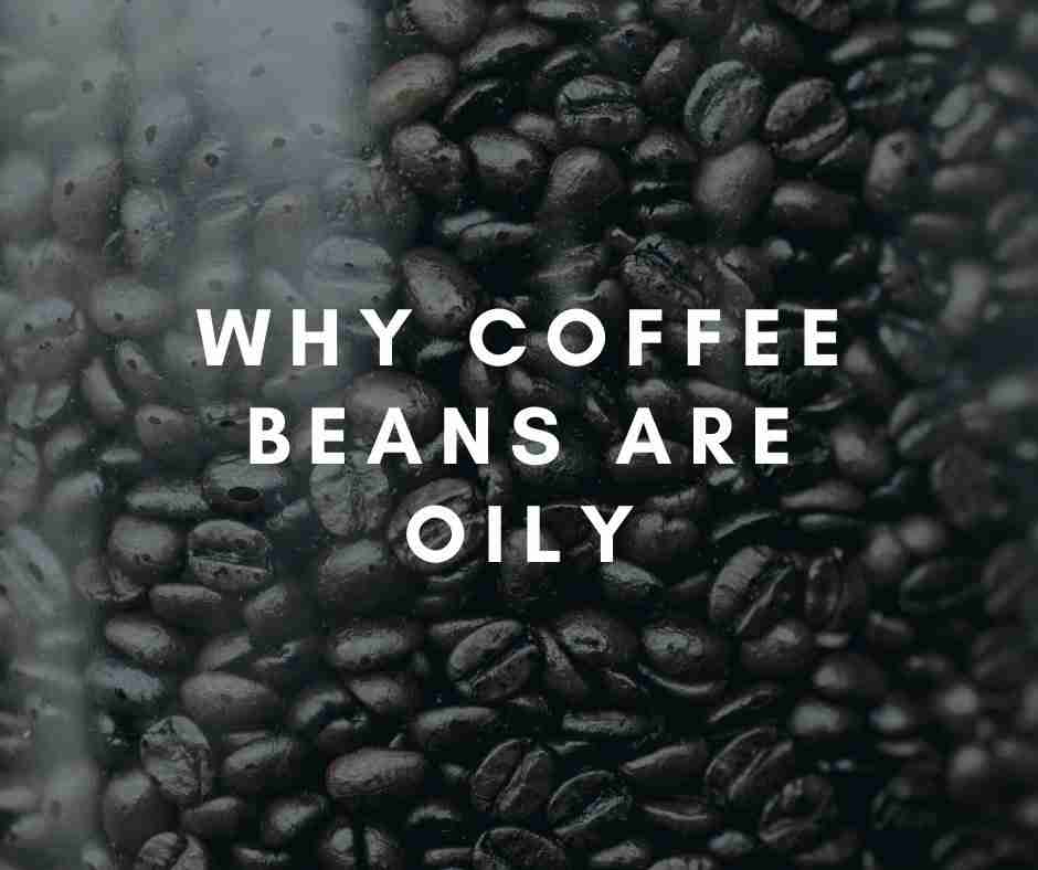 why coffee beans are oily