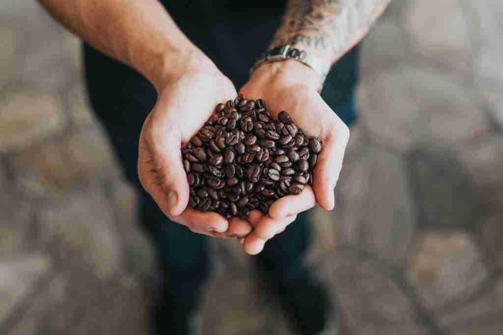 Man cupping dark roasted coffee beans in his hands