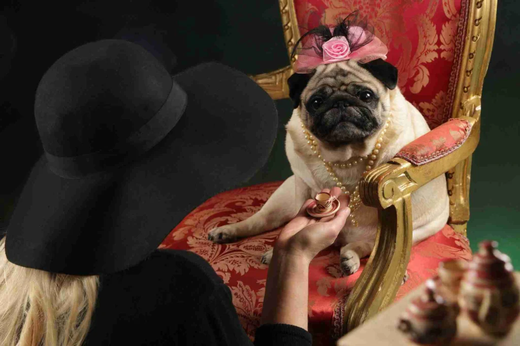pug 3967310 1920